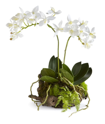 MINI DENDROBIUM WITH RUSTIC NATURAL DROPIN 11.5"