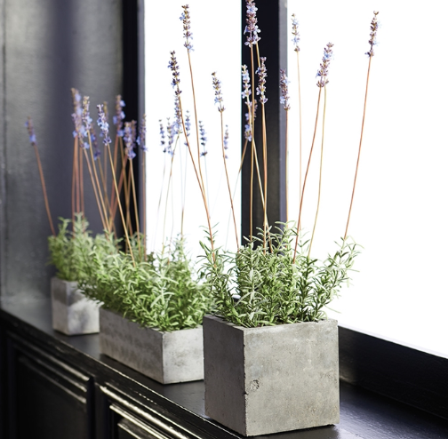 FRENCH LAVENDER IN SQUARE POT - 24"