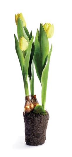 YELLOW TULIP DROPIN 18"