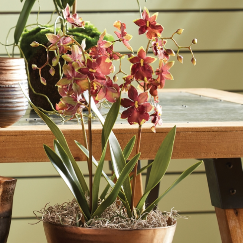 NAPA 15" DANCING ORCHID DROP-IN - BURGANDY