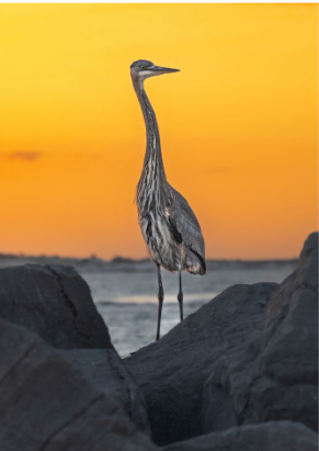 WILDLIFE COLLECTION 5X7 GREETING CARDS BY DEBBIE KARNES PHOTOGRAPHY