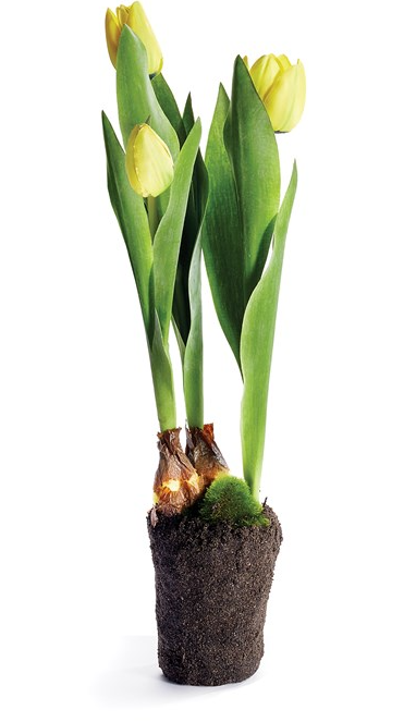 TULIP DROP-IN 18" - ASSORTED