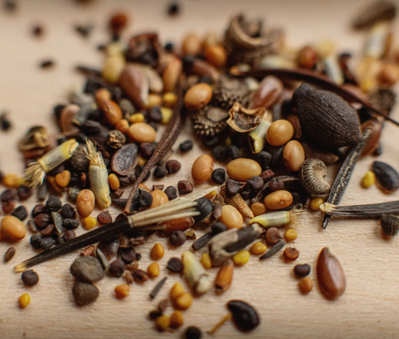 BLOOM & HAUL BEE-FRIENDLY WILDFLOWER SEEDS