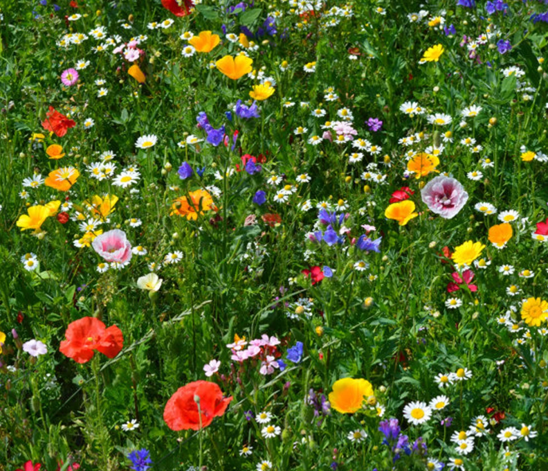 BLOOM & HAUL BEE-FRIENDLY WILDFLOWER SEEDS