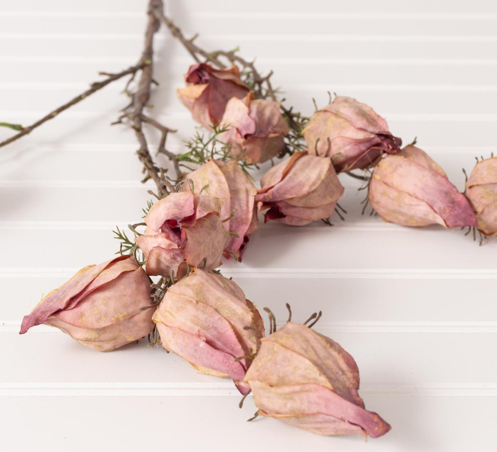 WITHERED CHINESE LANTERN - PURPLE