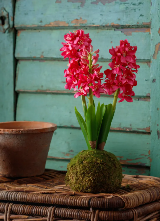 HYACINTH IN MOSS BALL - ASSORTED