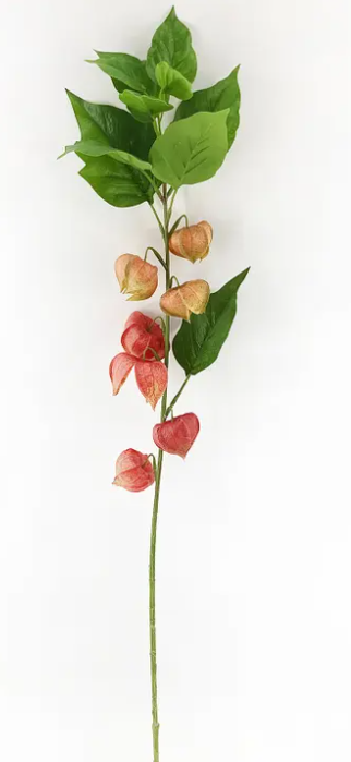 CHINESE LANTERN STEM