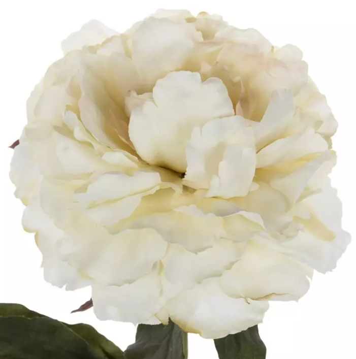 CREAM PEONY STEM