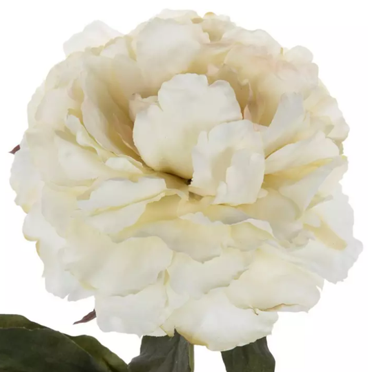 CREAM PEONY STEM