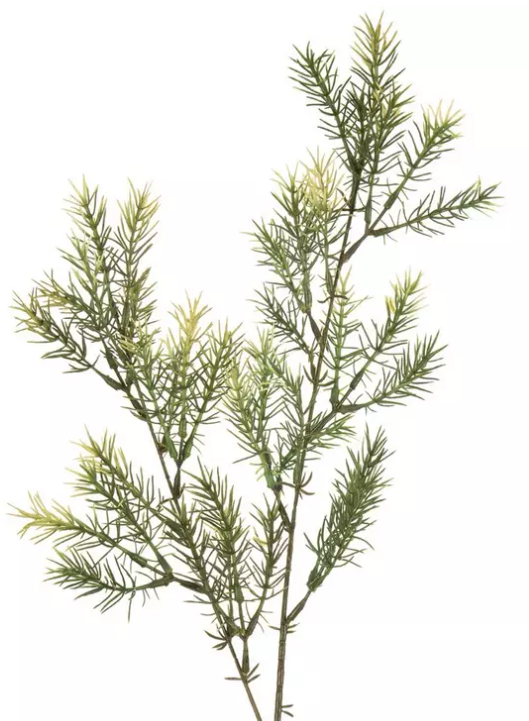 GREEN SPRINGERI SPRAY
