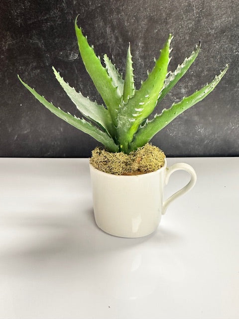 ALOE VERA PLANT IN WHITE TEA CUP