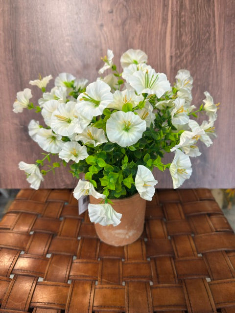 POTTED PETUNIA - ASSORTED