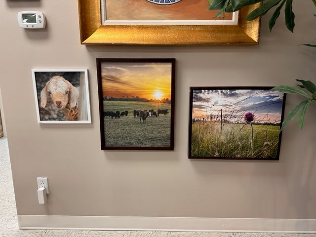 FAIRVIEW PHOTOGRAPHY "WHEN THE COWS COME HOME" BY DEBBIE KARNES