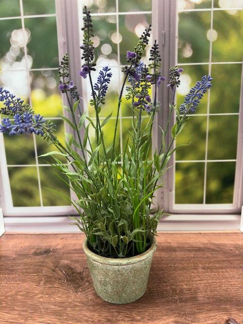 potted lavender plant gift LAVENDER IN ROUND POT – Bénie Home Furnishings, Accessories & Gifts