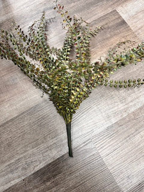 VARIGATED FERN BUSH