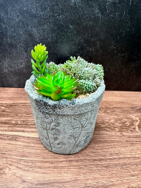 SUCCULENT WITH CONCRETE STAMPED POT - ASSORTED