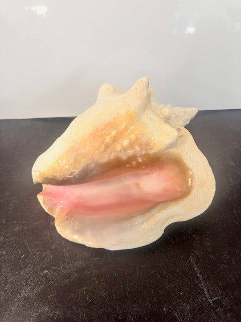 SEA SHELLS - ASSORTED