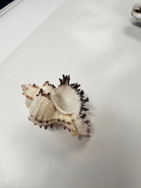SEA SHELLS - ASSORTED