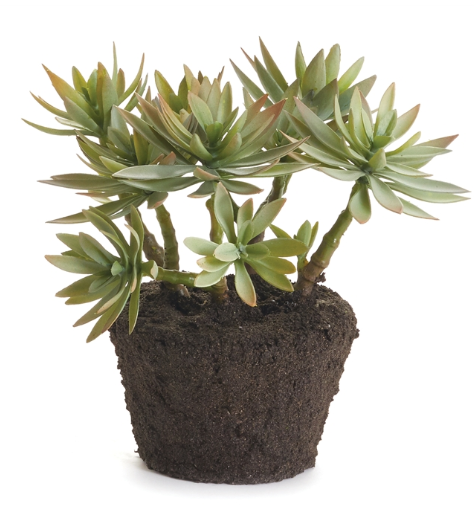 JEWEL SUCCULENT DROP-IN 9"