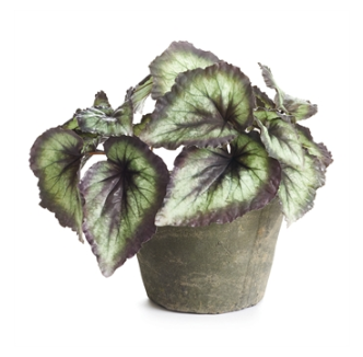 HEIRLOOM ESCARGO BEGONIA 11" IN CLAY POT