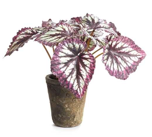 HEIRLOOM REX BEGONIA POTTED - 11"