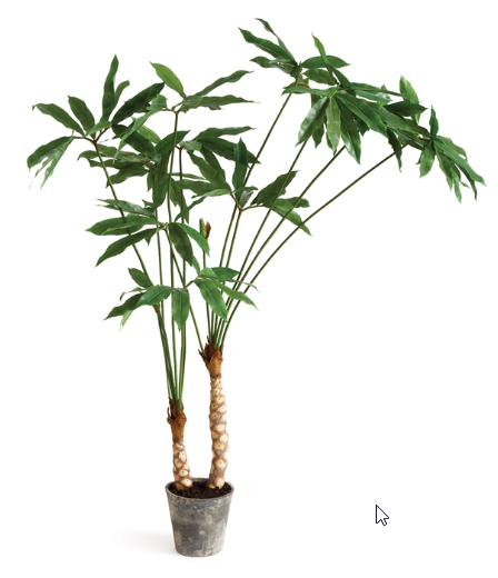 75" ARISAEMA POTTED PLANT