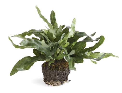 11.5" ECHEVERIA FERN DROPIN