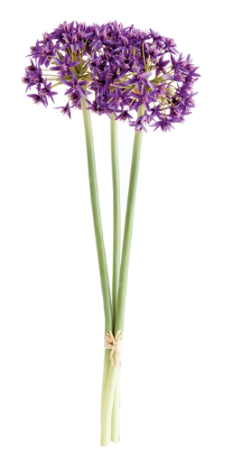 ALLIUM STEMS 19" BUNDLE OF 3 - PURPLE