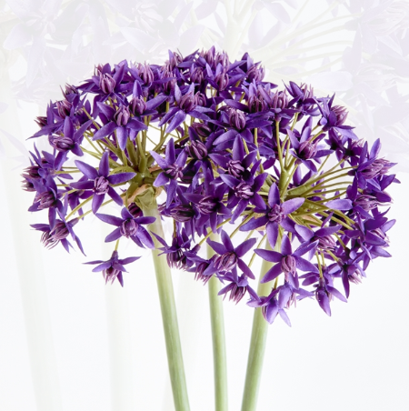 ALLIUM STEMS 19" BUNDLE OF 3 - PURPLE