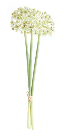 ALLIUM STEMS 19", BUNDLE OF 3 - WHITE