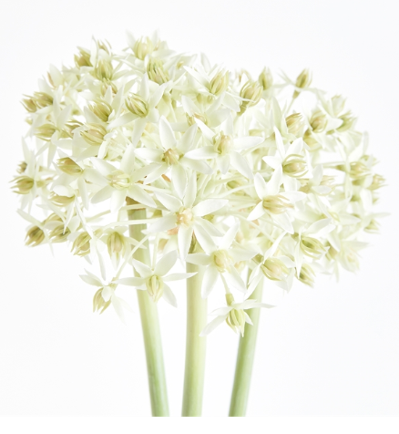 ALLIUM STEMS 19", BUNDLE OF 3 - WHITE