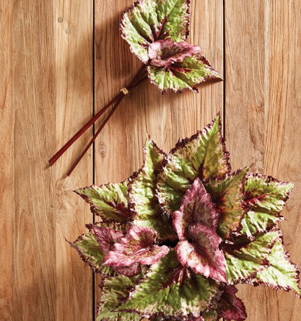 BEGONIA LEAF STEMS, BUNDLE OF 3