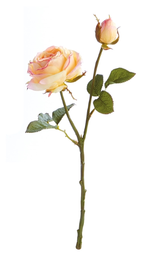 GARDEN ROSE CUTTING 14" -CREAM/PINK