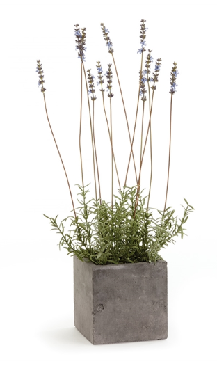 FRENCH LAVENDER IN SQUARE POT - 24"