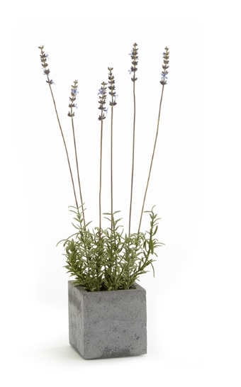 FRENCH LAVENDER SQUARE POT 19"