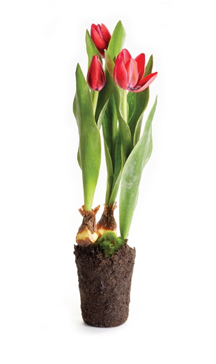 RED TULIP DROPIN 18"