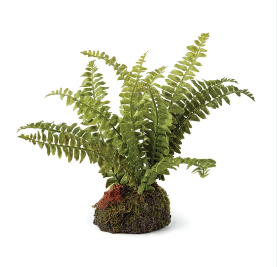 BOSTON FERN DROPIN 7"