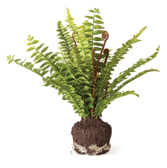 BOSTON FERN DROPIN 11"