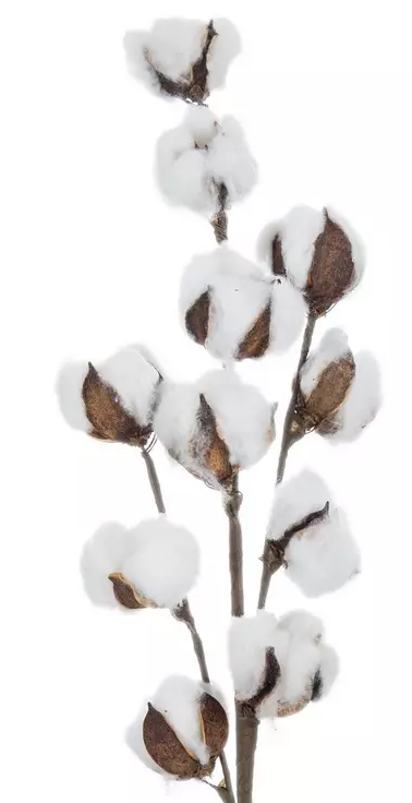 COTTON STEM