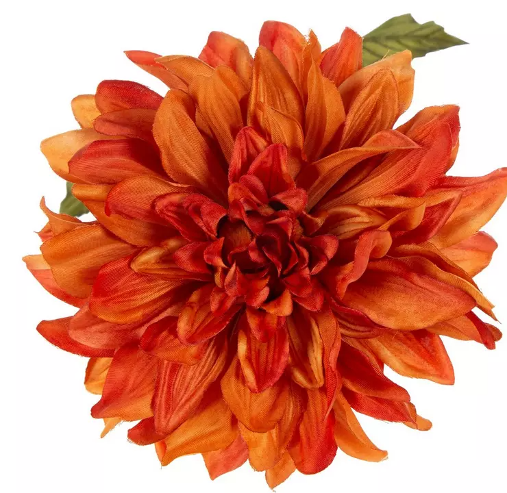 FALL ORANGE DAHLIA STEM