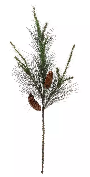 MONTEREY PINE & PINECONE BRANCH