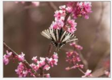 TENNESSEE FLOWERS & BUTTERFLIES 5X7 GREETING CARDS BY DEBBIE KARNES PHOTOGRAPHY