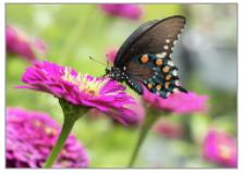 TENNESSEE FLOWERS & BUTTERFLIES 5X7 GREETING CARDS BY DEBBIE KARNES PHOTOGRAPHY