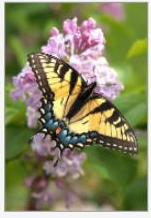 TENNESSEE FLOWERS & BUTTERFLIES 5X7 GREETING CARDS BY DEBBIE KARNES PHOTOGRAPHY