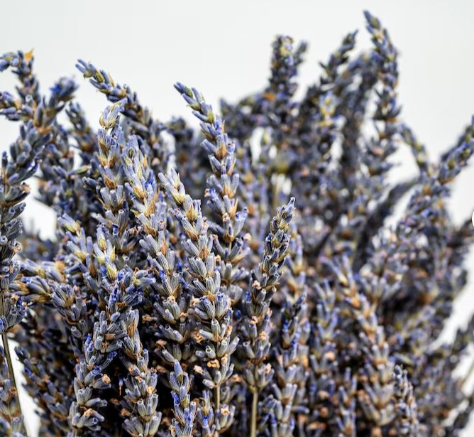 ORGANIC DRIED CULINARY LAVENDER BUDS - 0.5oz