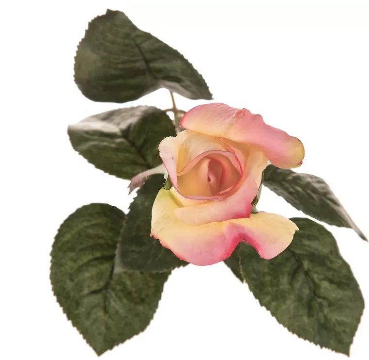 ROSE AND ROSE BUD STEM