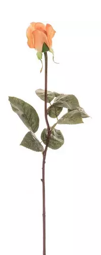 ROSE AND ROSE BUD STEM