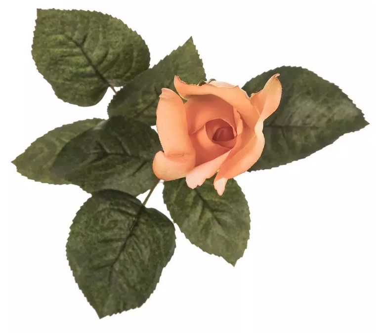 ROSE AND ROSE BUD STEM
