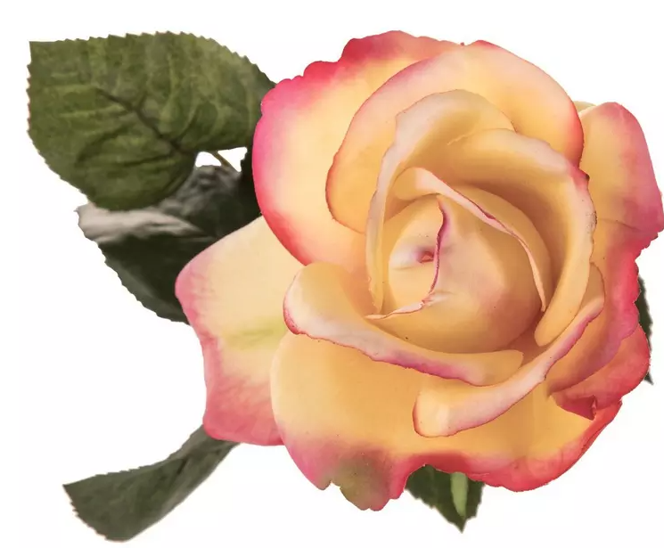 ROSE AND ROSE BUD STEM