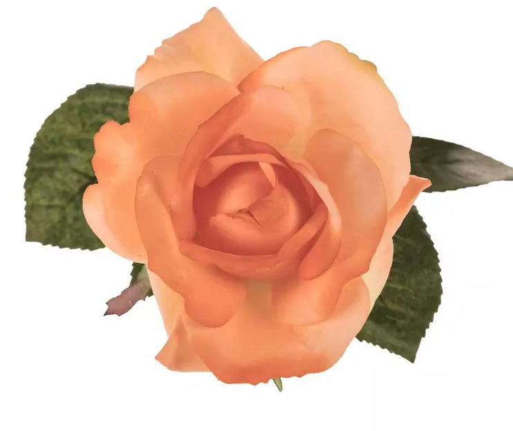 ROSE AND ROSE BUD STEM